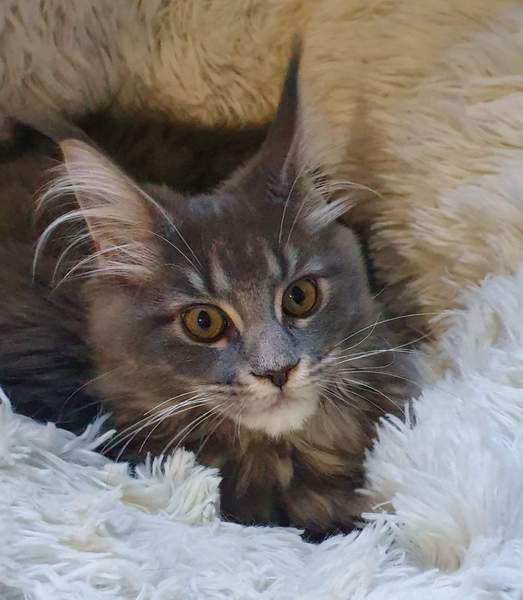 Settling our our new kitten