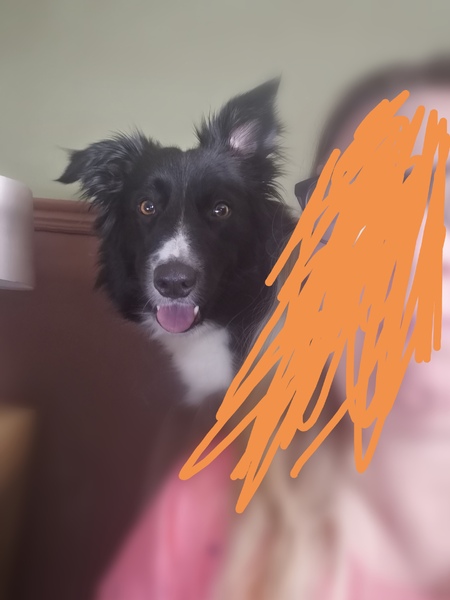 Border collie as a family pet?