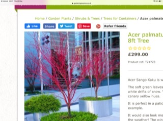 Trees in small gardens