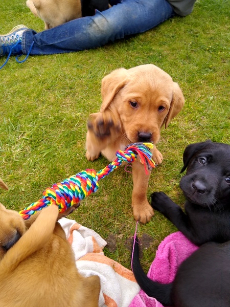 Puppy Survival Thread - May