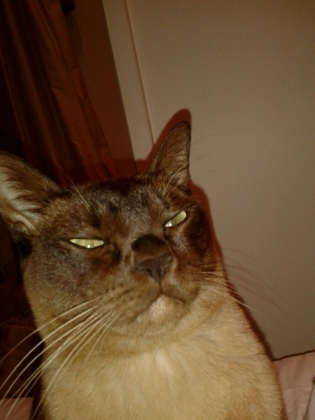 A strange cat has just climbed into my bedroom