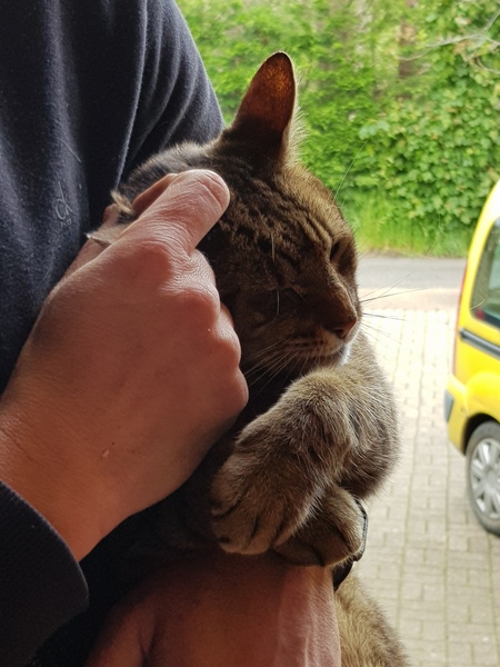 Thug cat part 3.  Unbidden guests are often welcomest when they are gone.