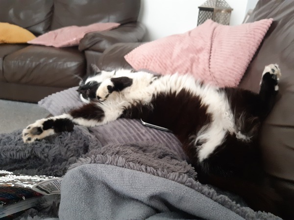 Let's see your sleeping cat pictures