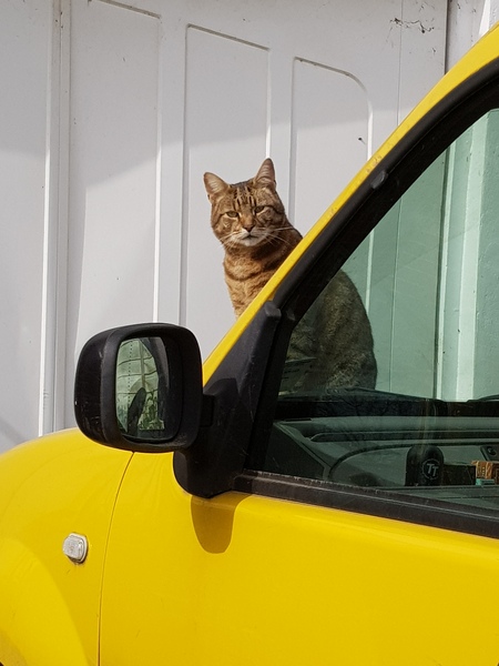 Thug cat part 3.  Unbidden guests are often welcomest when they are gone.