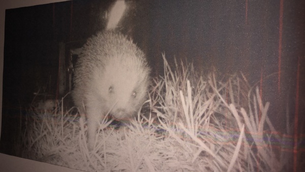 This gorgeous fellow was on my front lawn tonight!
