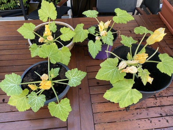 Courgette plant problem