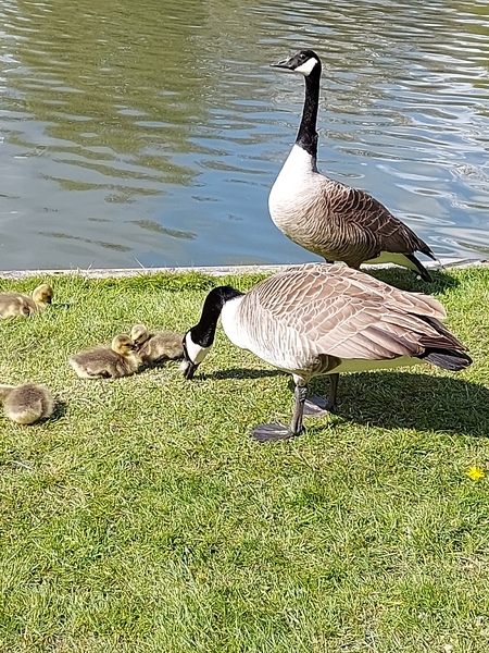 ADs drinking al fresco at The Sleeping Swans