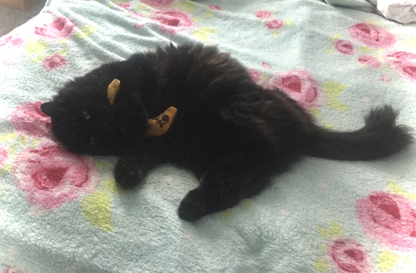 Chez Ollie - All welcome especially Not My Cats. General Cat chat thread