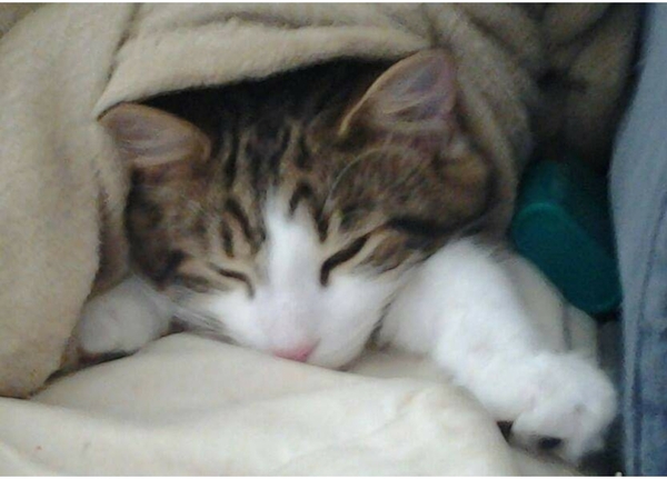Chez Ollie - All welcome especially Not My Cats. General Cat chat thread