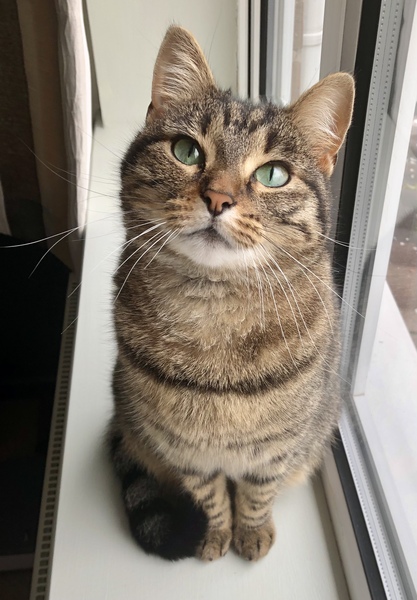 Constipated Cat