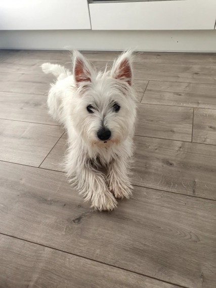 Does this dog look like a .... or an....? Or another name entirely?