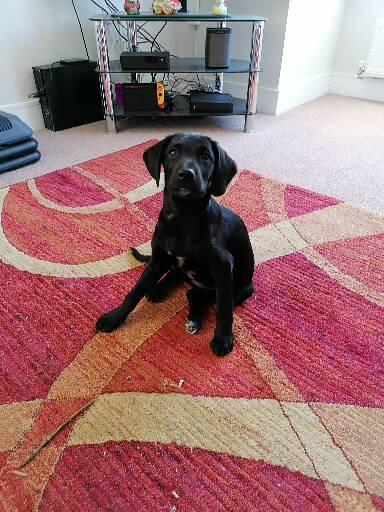 Is there a breed I'm missing?