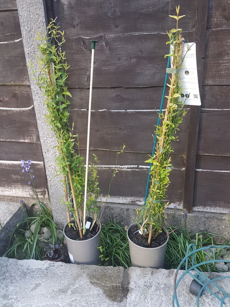 Jasmine Beesianum -pots ok?