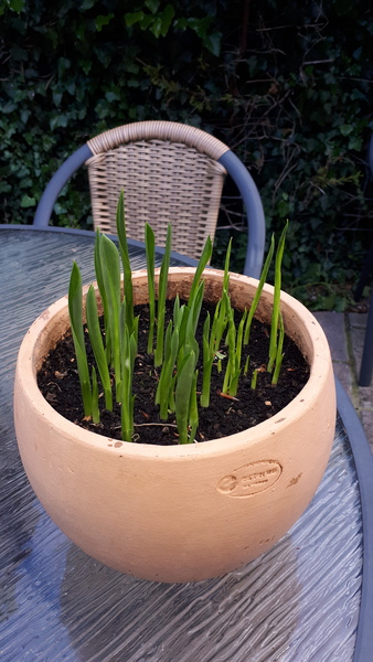 calla lilies - have i killed them already?