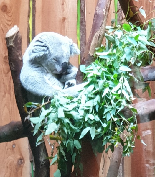 Weight loss for vegetarians