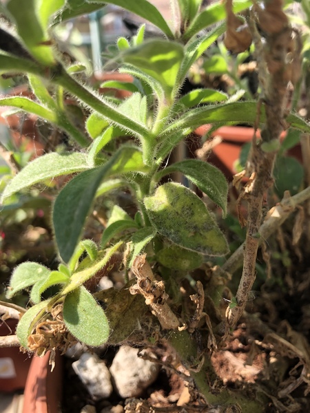 Mottled leaves on petunia, going brown