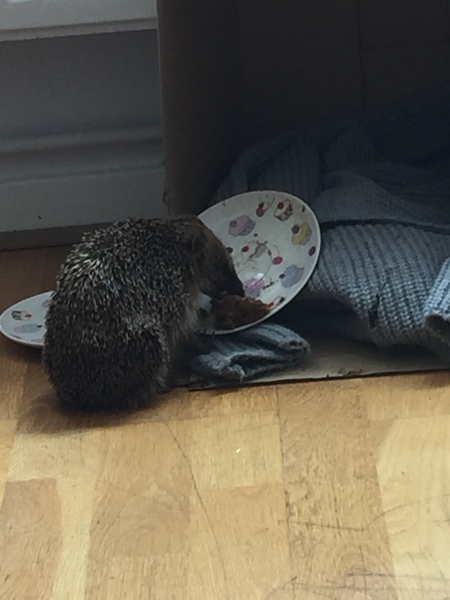 I need some hedgehog help!