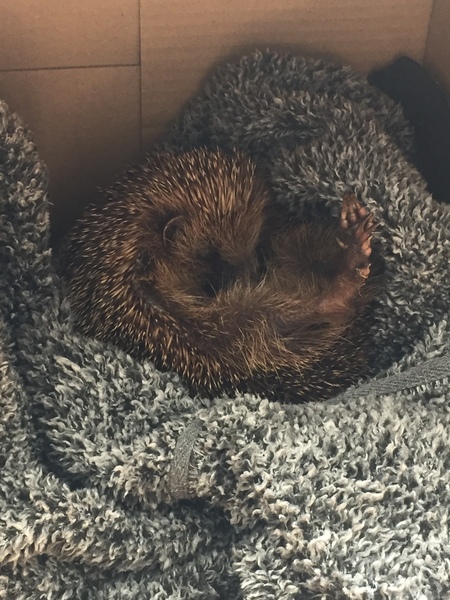 I need some hedgehog help!