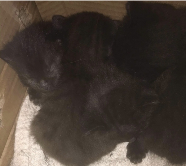 Chez Ollie - All welcome especially Not My Cats. General Cat chat thread