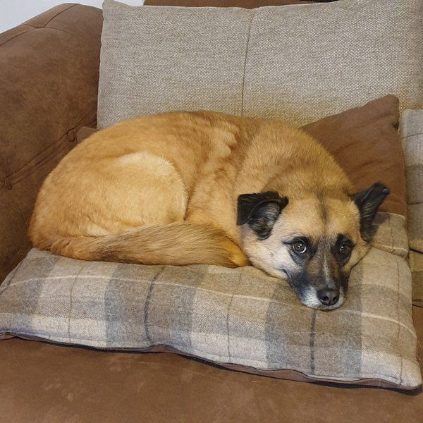 Adopting from Romania