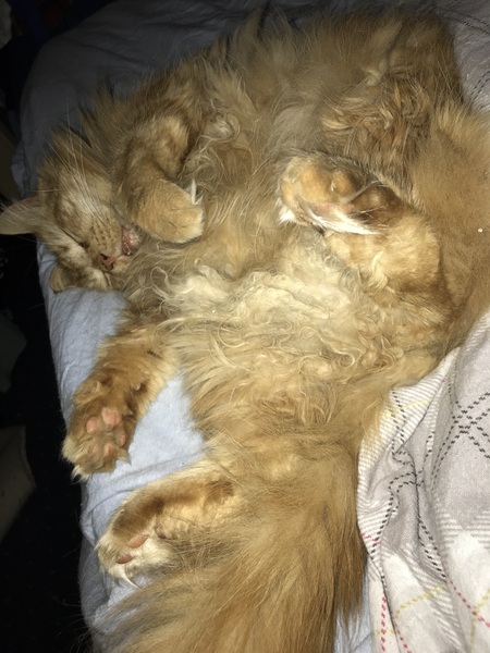 Cat chat thread the umpteenth - the Café is open all welcome