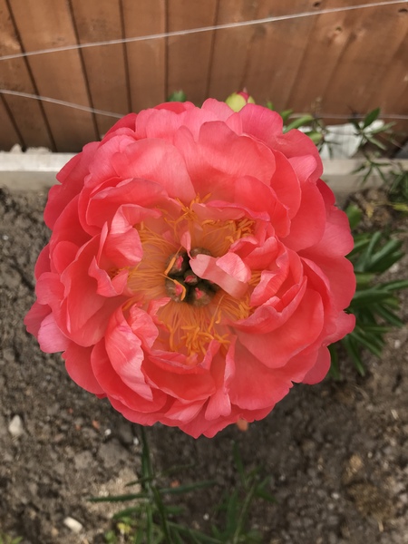 Peonies - when to plant and tips for success