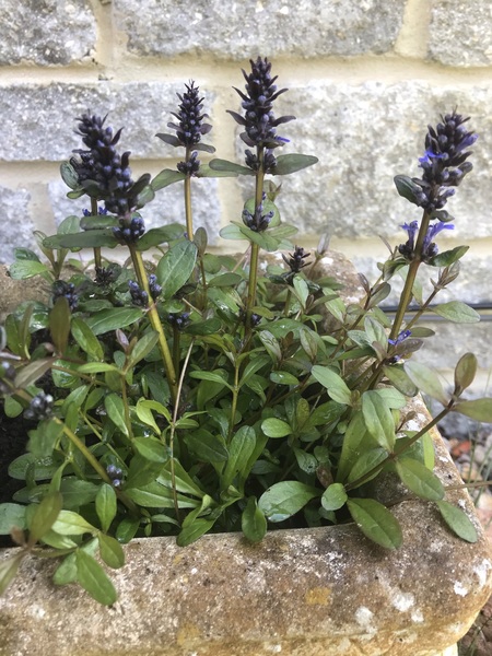 Plant identification help please