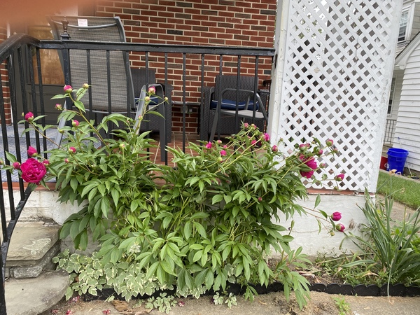 Show us your peonies!