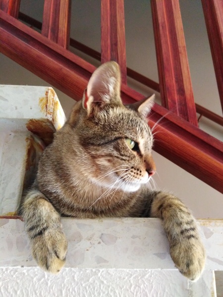 Chez Ollie - All welcome especially Not My Cats. General Cat chat thread