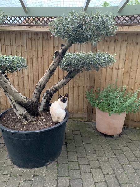 Escaping Cat Proofed Garden