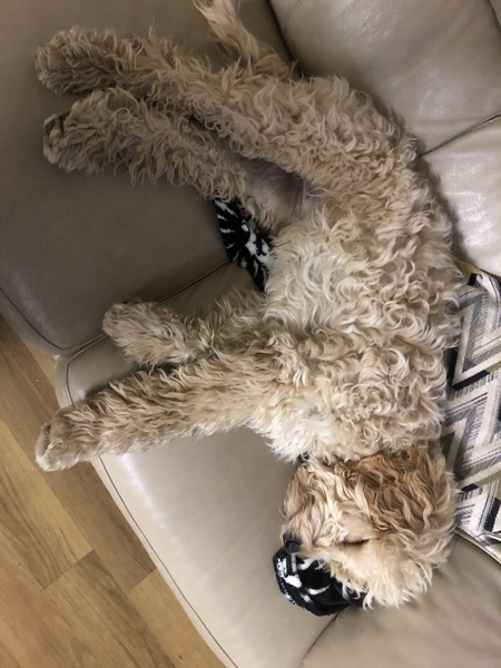 Puppy Survival Thread - April