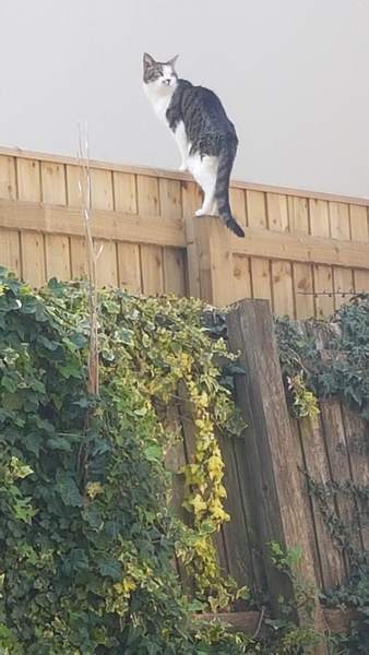 Should I Allow Neighbour Access?