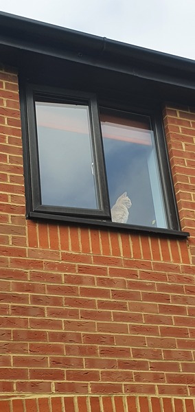 Cats and windows