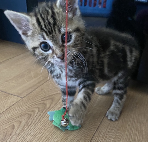 Orphaned Kitten