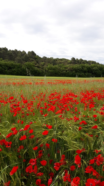 Westminstenders: The New Era