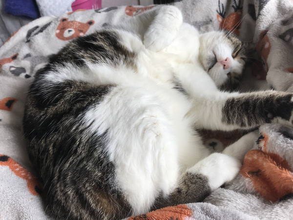 Chez Ollie - All welcome especially Not My Cats. General Cat chat thread