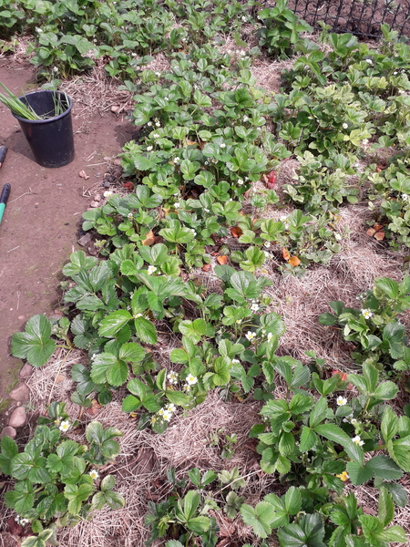 Allotment/Veg Patch Thread 16  Weather weirdness prevails !