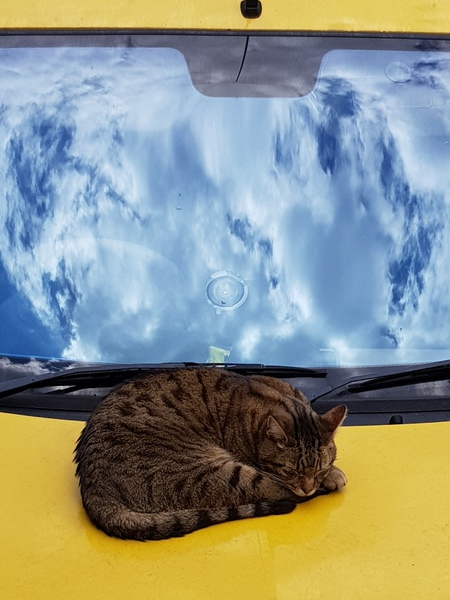 Thug cat part 3.  Unbidden guests are often welcomest when they are gone.