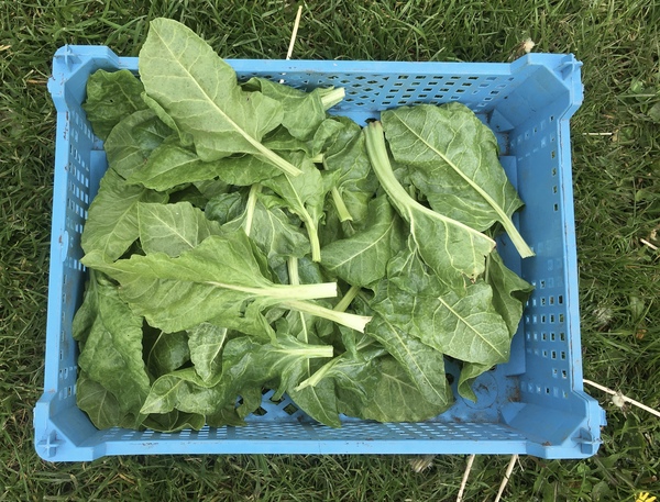 Allotment/Veg Patch Thread 16  Weather weirdness prevails !