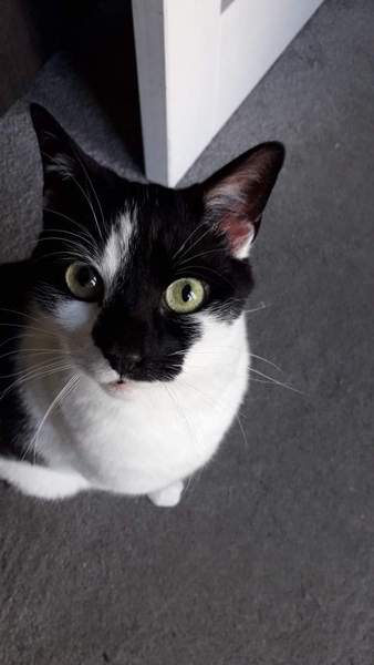Cats: what do I need to know?