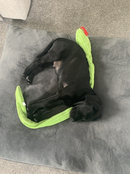 Puppy Survival Thread - May