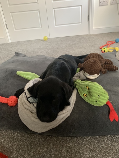 Puppy help please