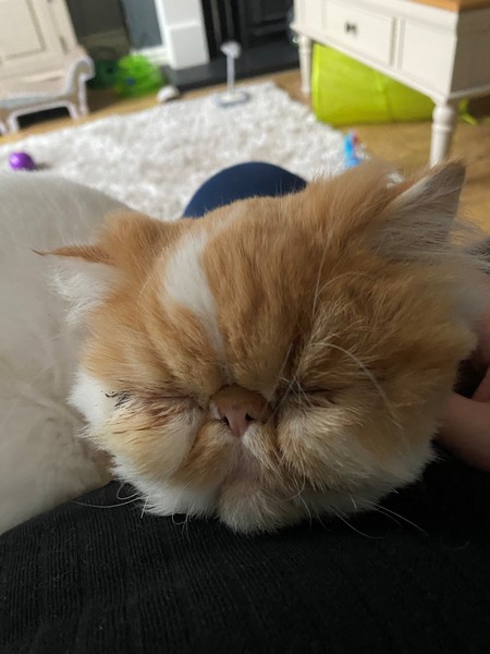 Let's see your sleeping cat pictures