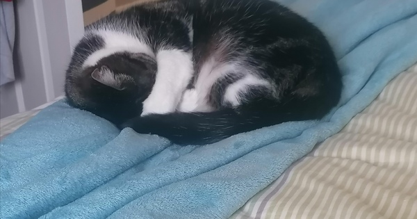 Let's see your sleeping cat pictures