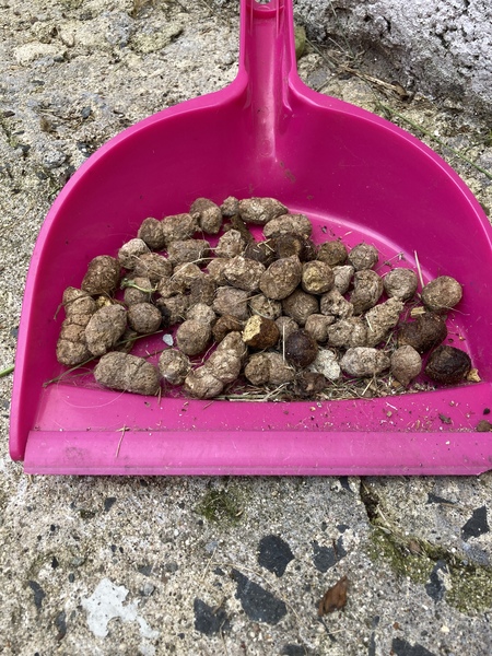 I think someone has flung cat/small dog poo around my back yard.