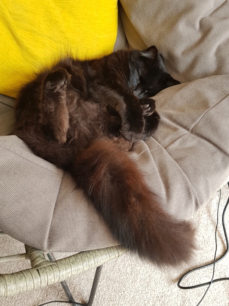 Chez Ollie - All welcome especially Not My Cats. General Cat chat thread