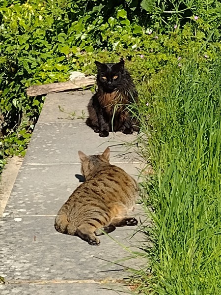 Thug cat part 3.  Unbidden guests are often welcomest when they are gone.