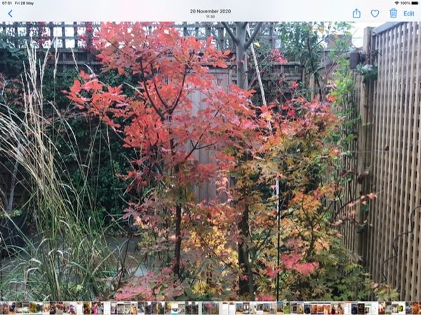 Trees in small gardens