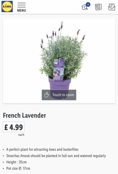 Is all my lavender dead?