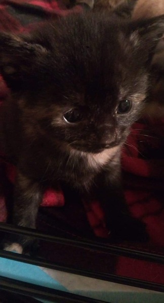 Name ideas for new kitten please